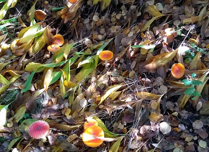 Unterkunft 527202 - Ferienhaus Twente - Huisje in Vriezenveen