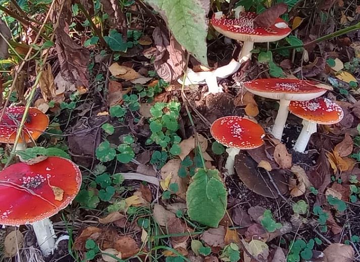 Unterkunft 527202 - Ferienhaus Twente - Huisje in Vriezenveen