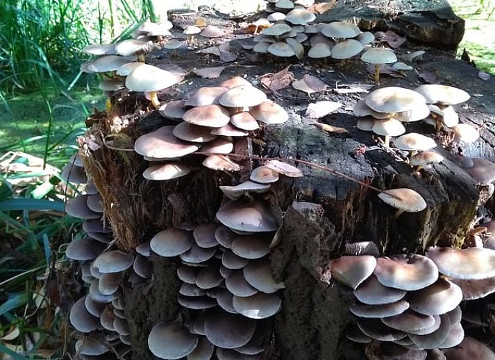 Unterkunft 527202 - Ferienhaus Twente - Huisje in Vriezenveen