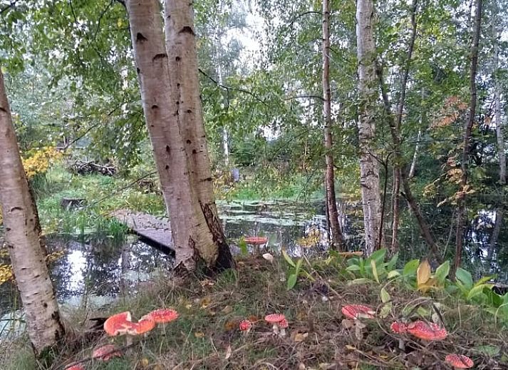 Unterkunft 527202 - Ferienhaus Twente - Huisje in Vriezenveen