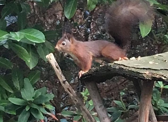Unterkunft 5302100 - Ferienhaus Salland - Huisje in Holten