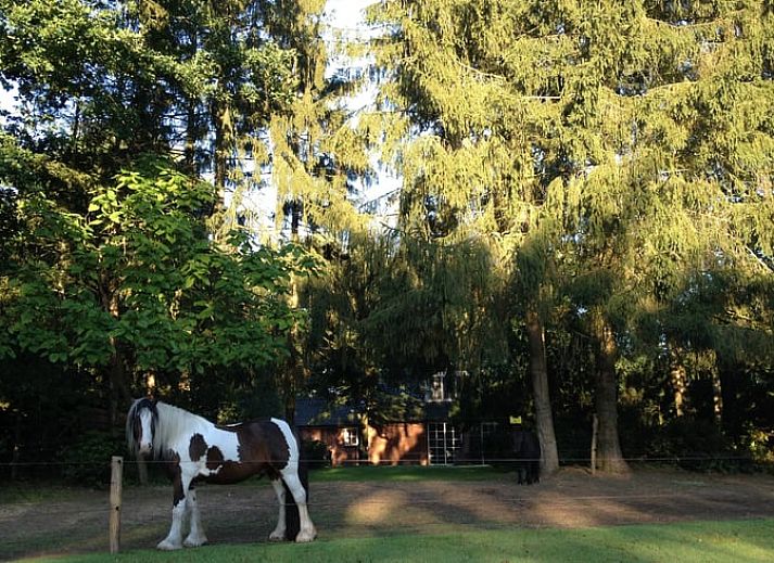 Gemuetliches Wohnzimmer im Ferienhaus in Holten, Overijssel mit komfortabler Sitzecke und grossen Fenstern mit Blick auf die Natur.
