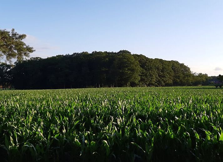 Geniet van het zonnige terras bij Huisje in Holten, een vakantiehuis in de natuur van Salland, Overijssel.