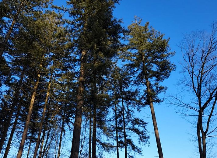 Ontspan in de jacuzzi van Vakantiehuis in Holten, omgeven door de serene bossen van Salland, Overijssel.