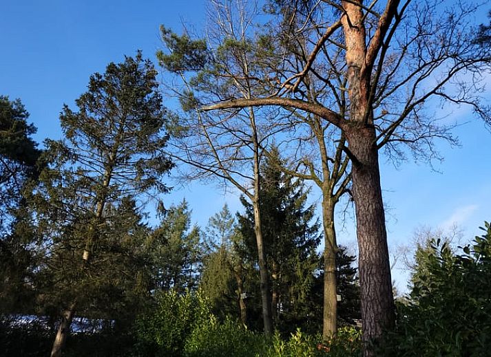 Geniet van de serene natuur rondom Vakantiehuis in Holten, gelegen in het prachtige Salland, Overijssel.