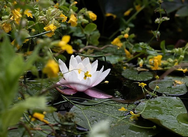 Geniet van de sauna in het Vakantiehuisje in Holten, gelegen in de prachtige natuur van Salland, Overijssel.