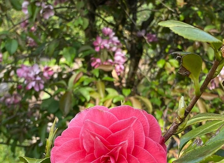 Geniet van ontspanning in de tuin van Vakantiehuisje in Holten, gelegen in het groene Salland, Overijssel, met een luxe jacuzzi onder een parasol.