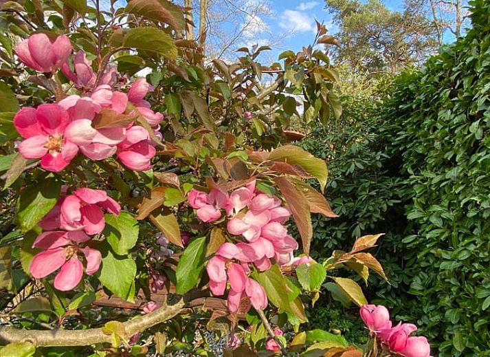 Geniet van ontspanning in de tuin van Vakantiehuisje in Holten, gelegen in het groene Salland, Overijssel, met een luxe jacuzzi onder een parasol.