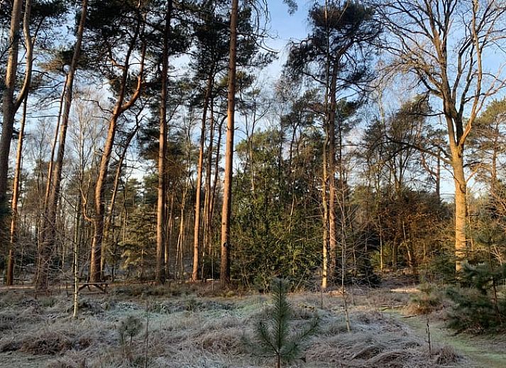 Zijaanzicht van Vakantiehuis in Holten, omgeven door bomen in het prachtige Salland, Overijssel.