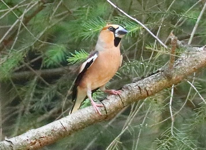 Veranda van Vakantiehuis in Holten met comfortabele stoelen, gelegen in het rustige Salland, Overijssel.