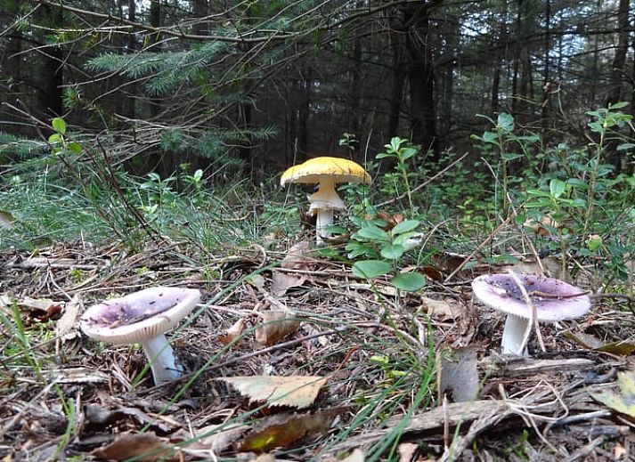 Veranda van Vakantiehuis in Holten met comfortabele stoelen, gelegen in het rustige Salland, Overijssel.