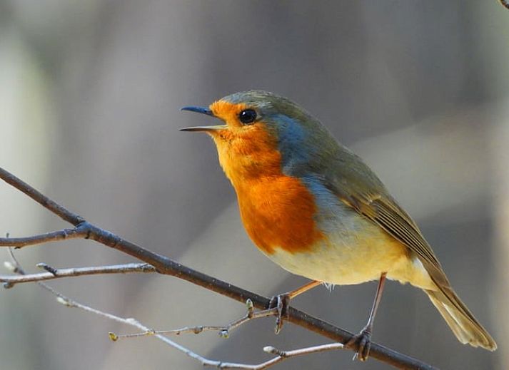 Veranda van Vakantiehuis in Holten met comfortabele stoelen, gelegen in het rustige Salland, Overijssel.