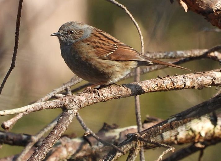 Rustig terras van Vakantiehuis in Holten, ideaal voor ontspanning in de natuur van Salland, Overijssel.