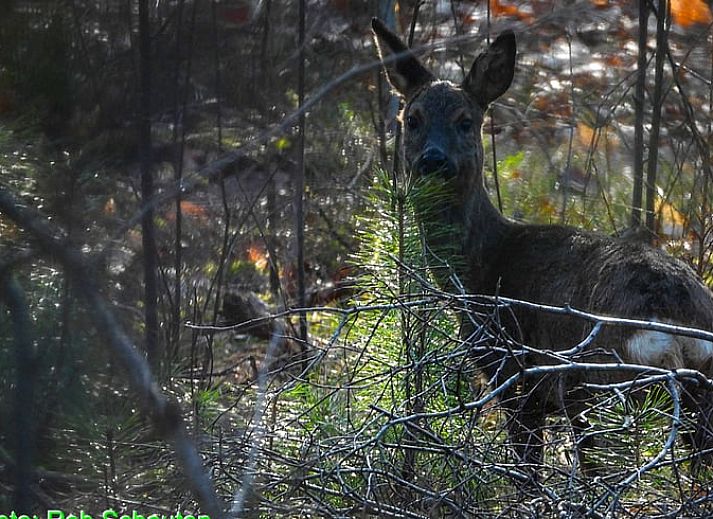 Rustig terras van Vakantiehuis in Holten, ideaal voor ontspanning in de natuur van Salland, Overijssel.