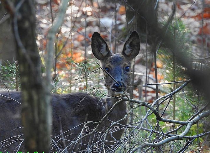 Rustig terras van Vakantiehuis in Holten, ideaal voor ontspanning in de natuur van Salland, Overijssel.
