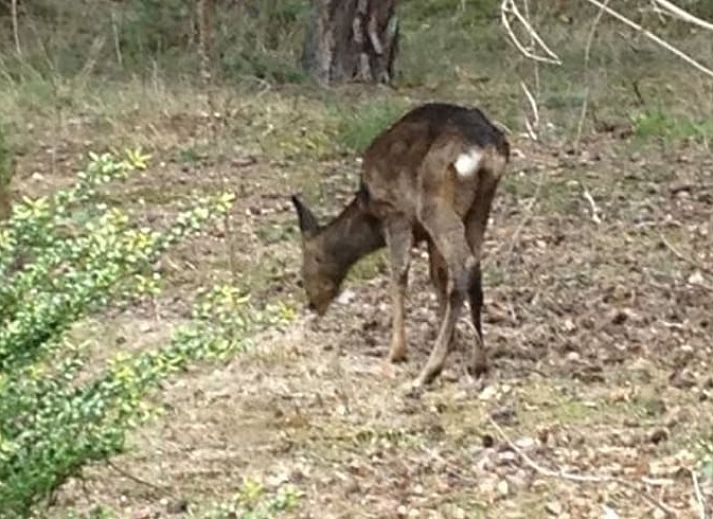 Rustig terras van Vakantiehuis in Holten, ideaal voor ontspanning in de natuur van Salland, Overijssel.
