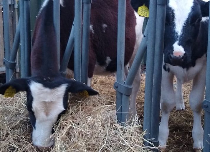 Unterkunft 530299 - Ferienhaus Salland - Vakantiehuis in Holten