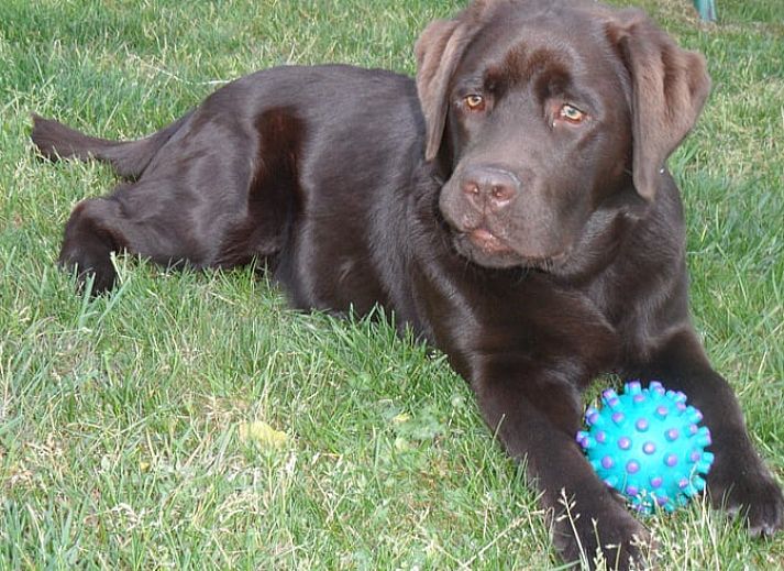 Unterkunft 530299 - Ferienhaus Salland - Vakantiehuis in Holten