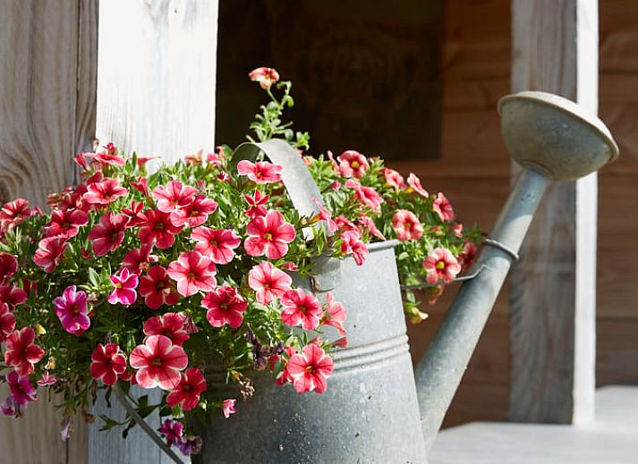 Unterkunft 530503 - Ferienhaus Salland - Huisje in Wijhe