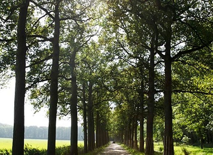 Eetkamer in Vakantiehuisje in Wijhe met boswanddecor, Salland.