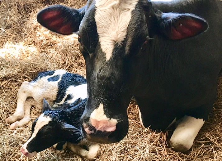 Gezellige woonkamer bij boerderijhuisje.nl in Luttenberg, vakantiehuis in Salland, Overijssel met uitzicht op groene tuin.