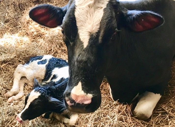 Zonnig terras met ligstoelen bij boerderijhuisje.nl in Luttenberg, vakantiehuis in Salland, Overijssel voor ultieme ontspanning.