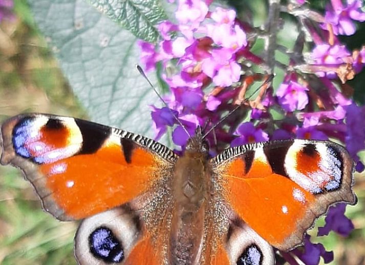 Comfortable sofa in Cottage in Raalte, vacation home in Raalte, Overijssel.