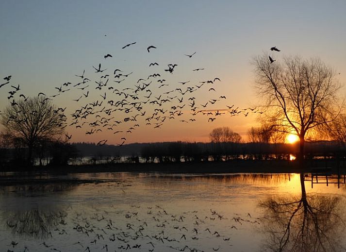 Unterkunft 531103 - Ferienhaus Salland - Huisje in Welsum