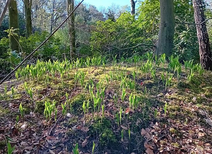Ruime eetkamer in Huisje in Heeten, comfortabel vakantiehuis in Salland, Overijssel.