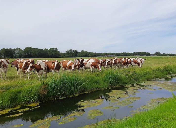 Verblijf 531509 - Vakantiewoning Salland - Huisje in Okkenbroek