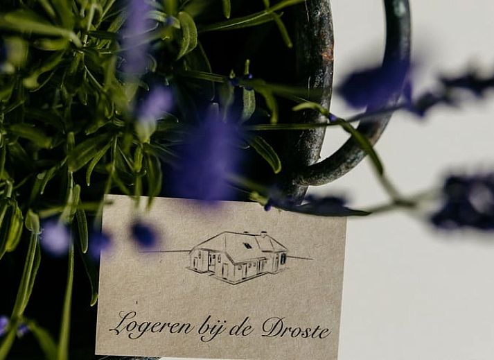 Charmanter Garten im Ferienhaus in Olst, Salland, Overijssel mit gruener Umgebung.