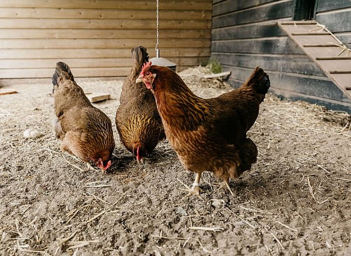 Dekorative Details in der Halle des Ferienhauses in Olst, Salland, Overijssel.