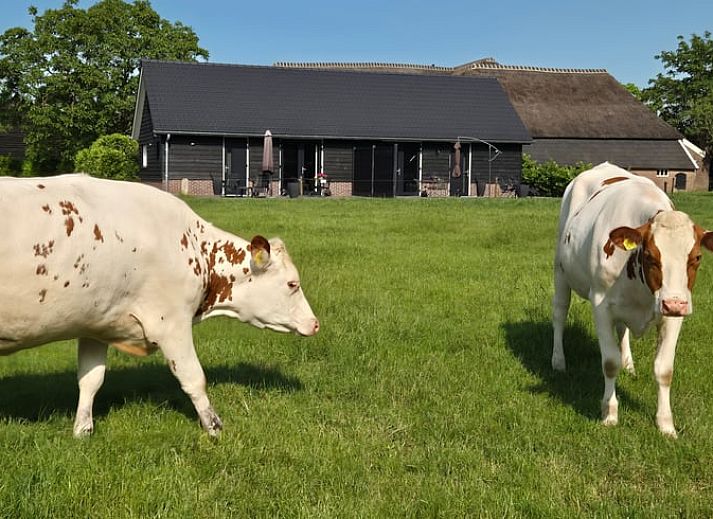 Huisje in Olst, vakantiehuis met koeien in de weide, Olst, Salland, Overijssel