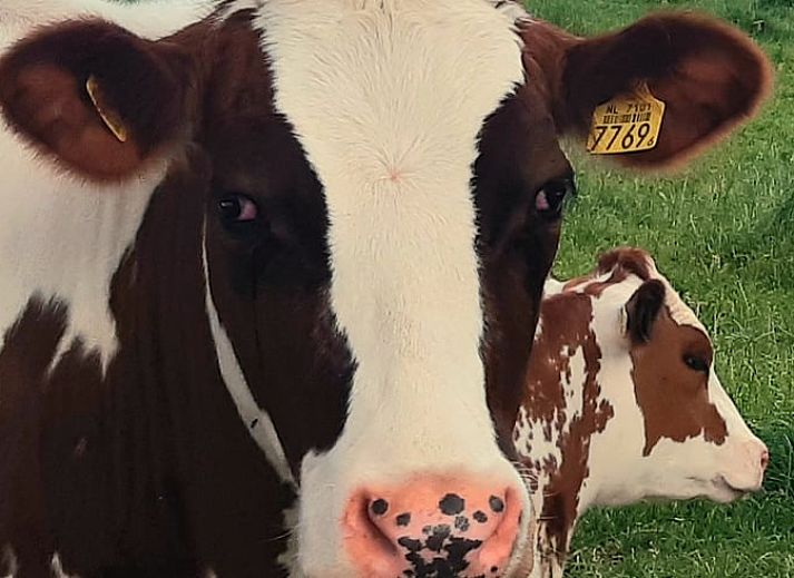 Huisje in Olst, vakantiehuis met koeien in de weide, Olst, Salland, Overijssel