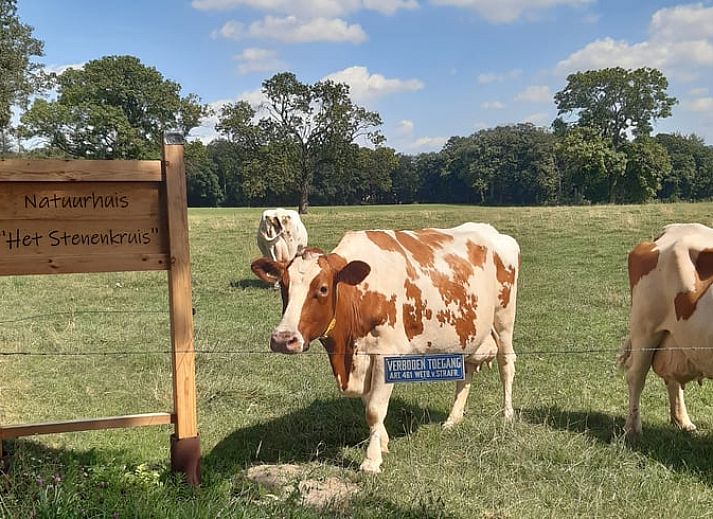 Landelijke omgeving van Huisje in Olst, vakantiehuis met grazende koeien, Salland, Overijssel