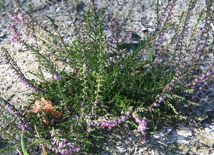 Geniet van een ontspannen avond in het Vakantiehuis in Hellendoorn, Salland, met moderne entertainmentopties in de comfortabele woonkamer.