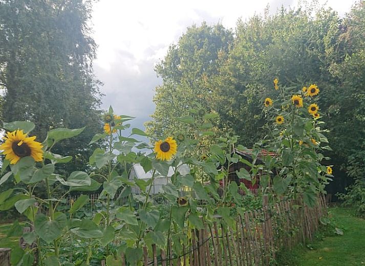 Unterkunft 532234 - Ferienhaus Salland - Huisje in Hellendoorn