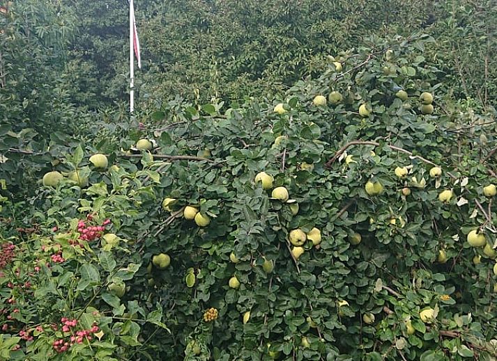 Unterkunft 532234 - Ferienhaus Salland - Huisje in Hellendoorn