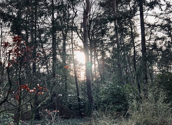 Gruene Umgebung um Ferienhaus in Hellendoorn, Salland, Overijssel.