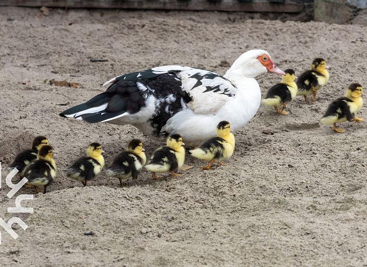 Stijlvolle badkamer met douche in vakantiehuis OV218, Haarle, Hellendoorn, gelegen in Salland, Overijssel.