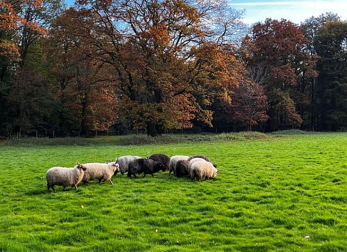 Unterkunft 533238 - Ferienhaus Salland - Huisje in Haarle