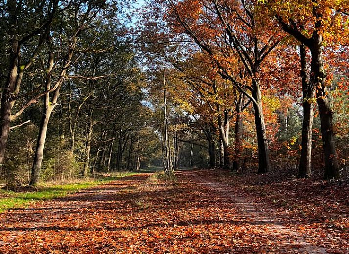 Unterkunft 533238 - Ferienhaus Salland - Huisje in Haarle