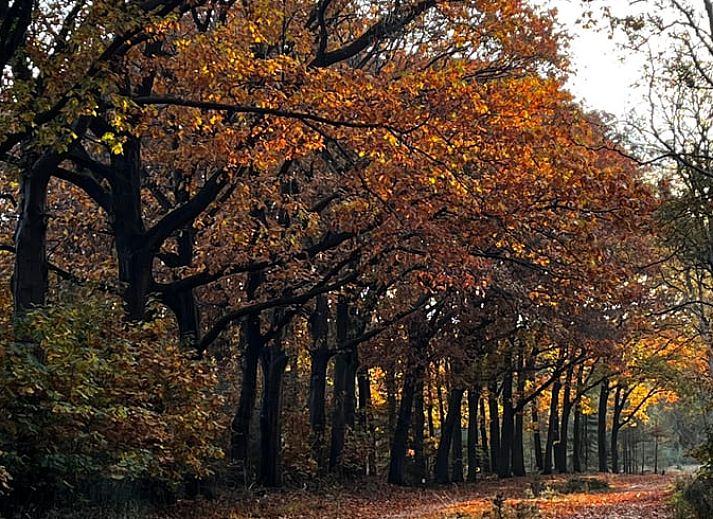 Unterkunft 533238 - Ferienhaus Salland - Huisje in Haarle