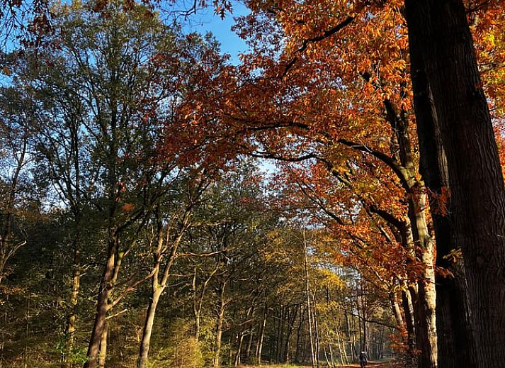 Unterkunft 533238 - Ferienhaus Salland - Huisje in Haarle
