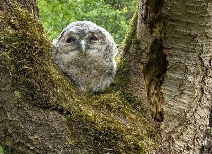 Sustainable Holiday Home in Wesepe, Overijssel with solar panels and rural garden.