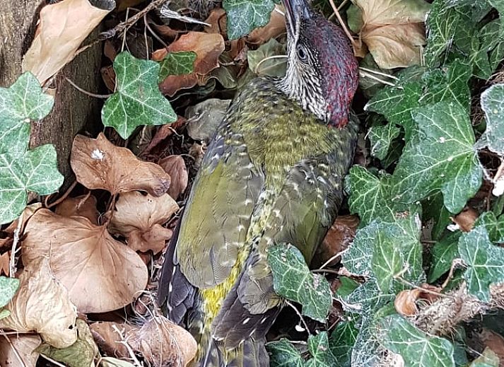 Sustainable Holiday Home in Wesepe, Overijssel with solar panels and rural garden.