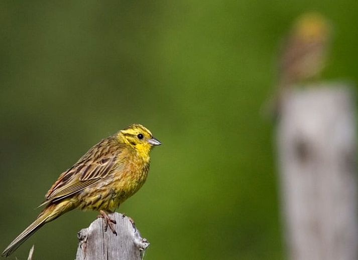 Verblijf 533309 - Vakantiewoning Salland - Vakantiehuisje in Wesepe