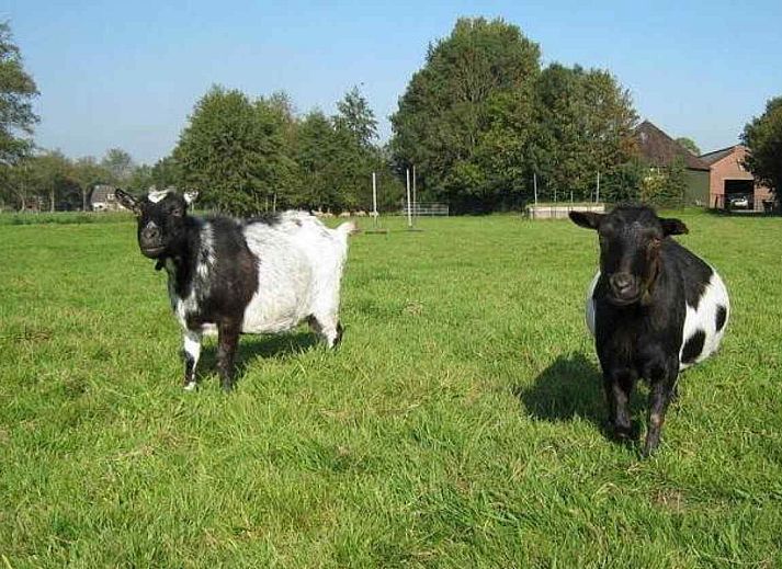 Vast field of dandelions near vacation home OV114 in Kamperveen, Overijssel