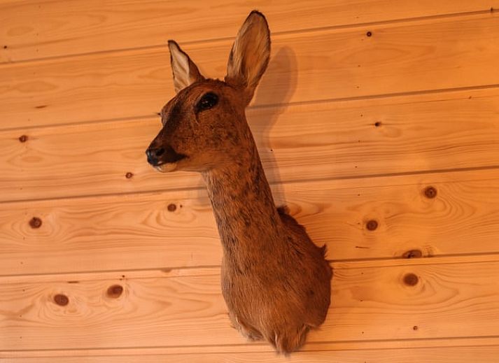 Beautiful terrace at Cottage in Hasselt, vacation home surrounded by nature in Salland, Overijssel.