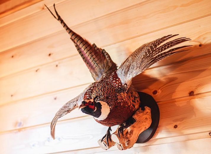 Spacious garden at Cottage in Hasselt, vacation home in quiet Salland, Overijssel.